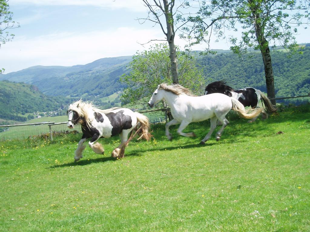 Domaine De La Chaux De Revel Guest House Saint-Martin-Valmeroux Luaran gambar